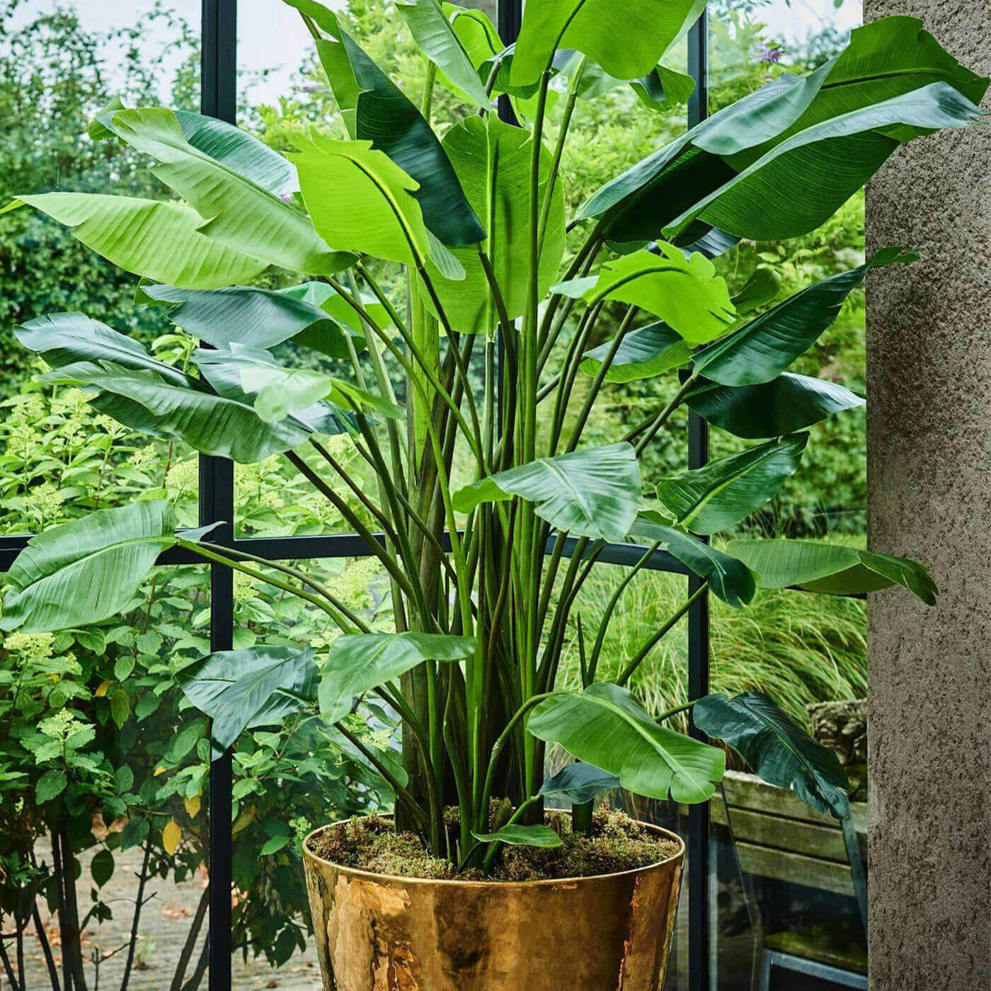 Trend 2026: Zijdeplanten met fijne bladeren voor een subtiele en stijlvolle sfeer