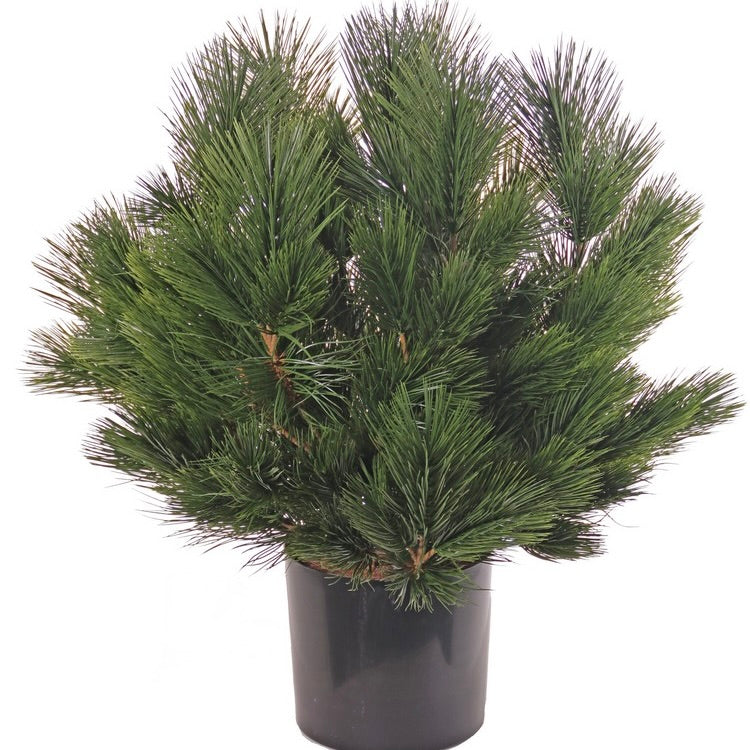 Kunstplant Pinus UV Bestendig 70 cm