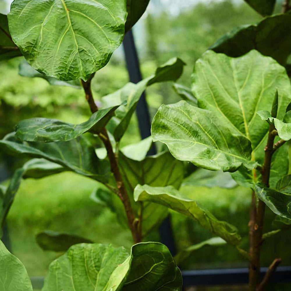 
                  
                    Silk-ka ficus groen 151 cm
                  
                