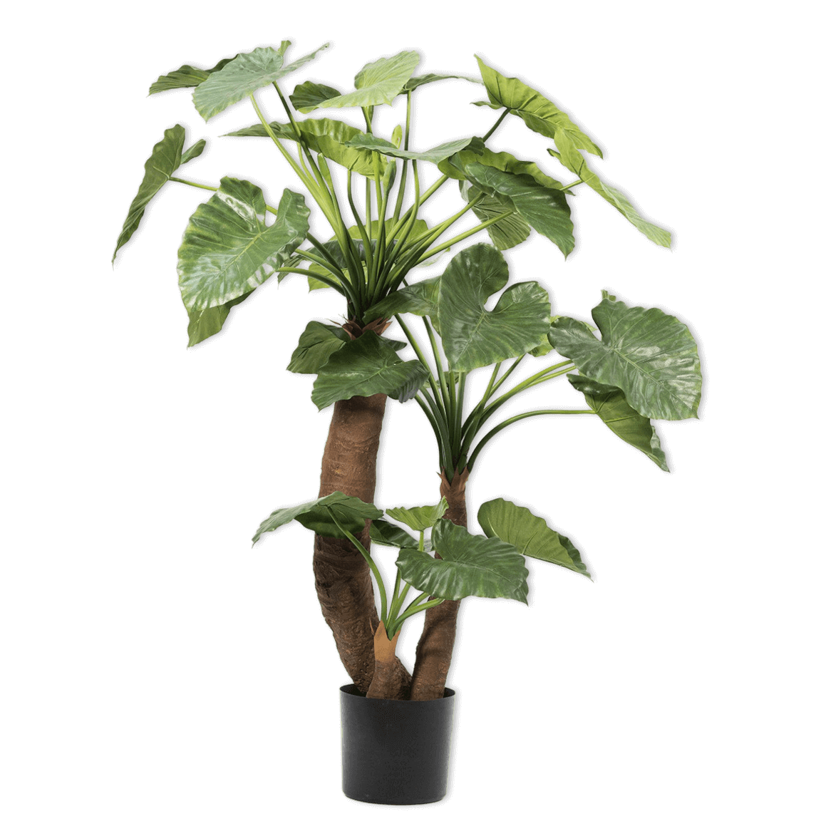 
                  
                    Silk-ka alocasia groen 170 cm
                  
                