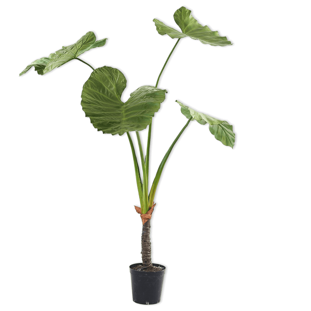 
                  
                    Silk-ka alocasia groen breed
                  
                