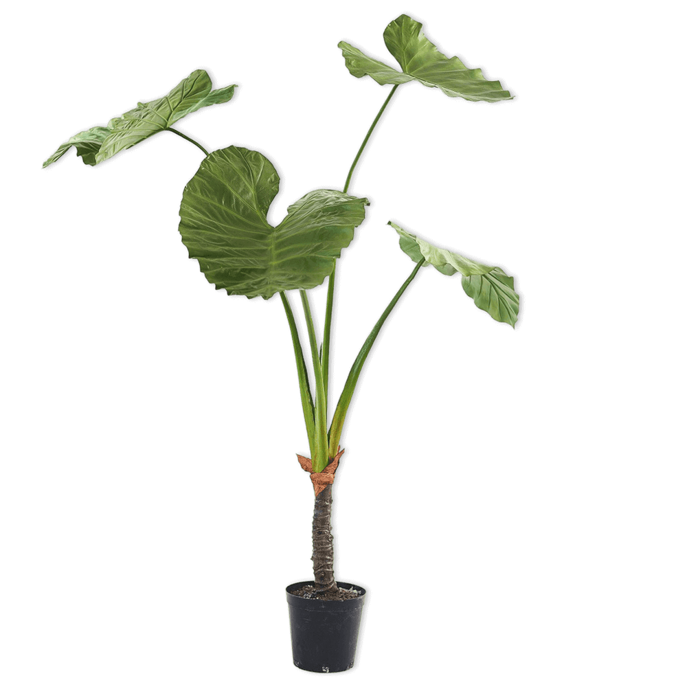 Silk-ka alocasia groen breed
