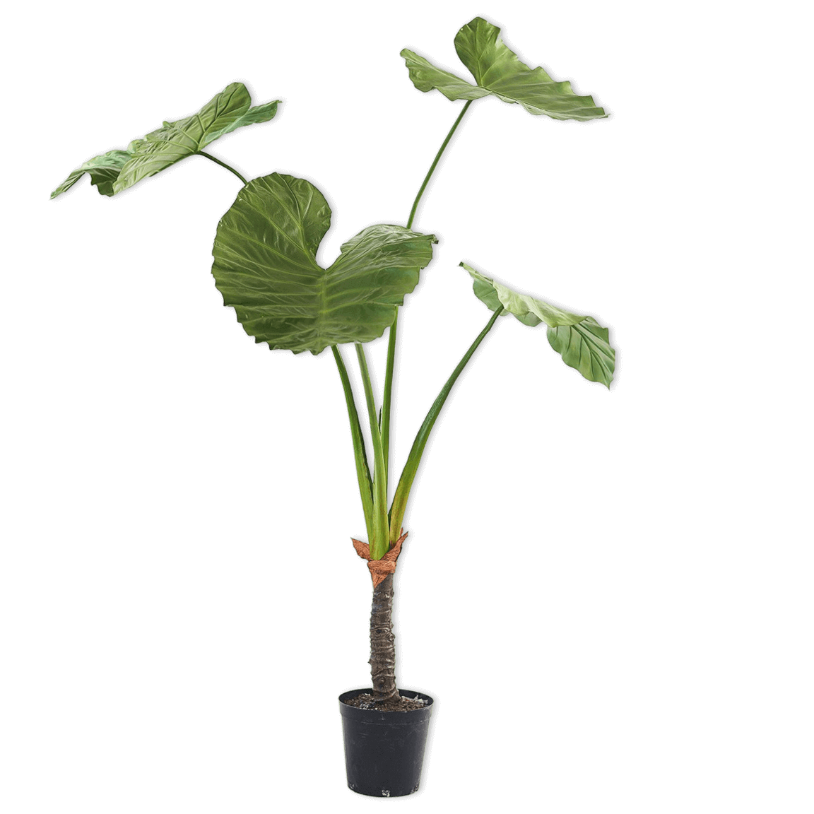 
                  
                    Silk-ka alocasia groen breed
                  
                