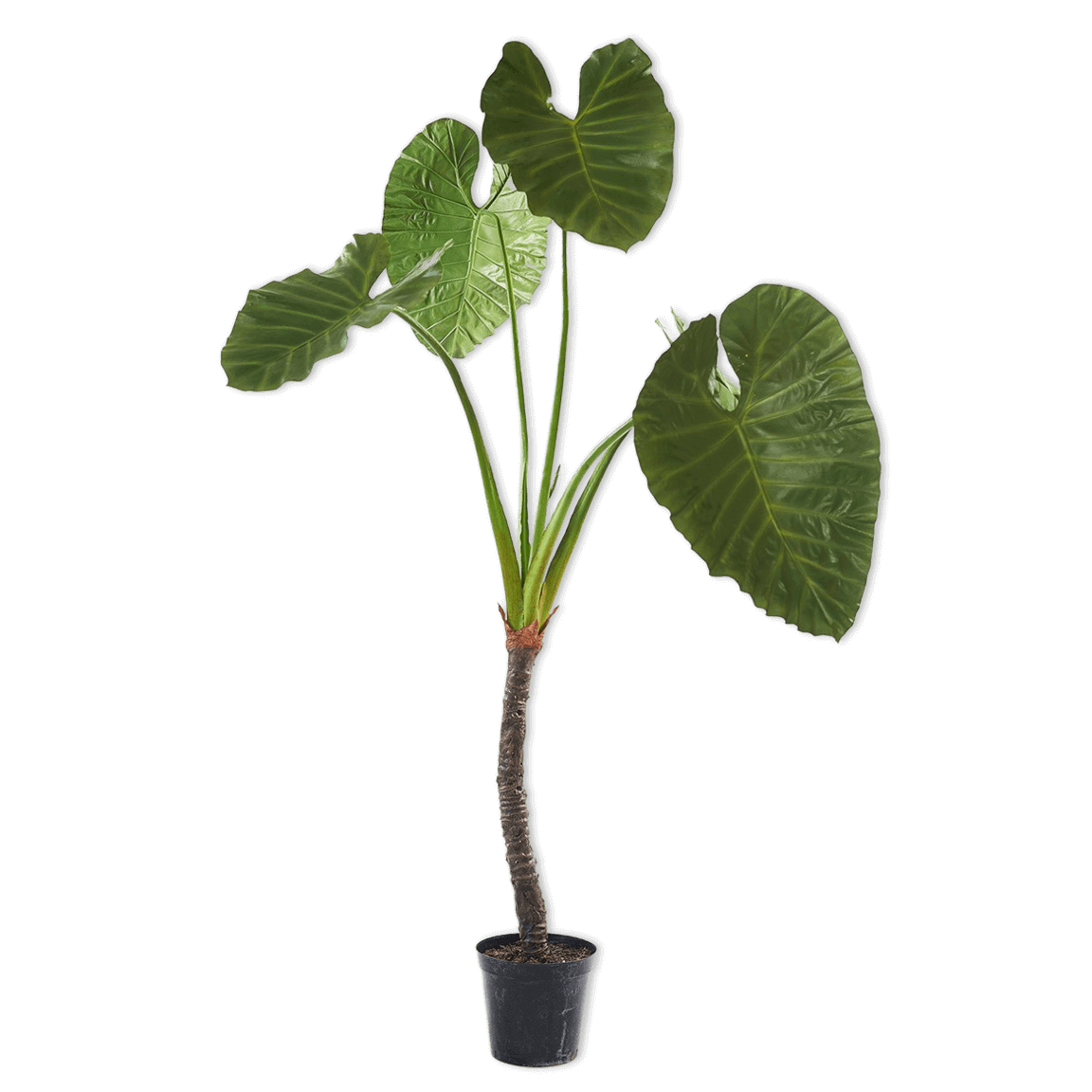 
                  
                    Silk-ka alocasia groen breed
                  
                