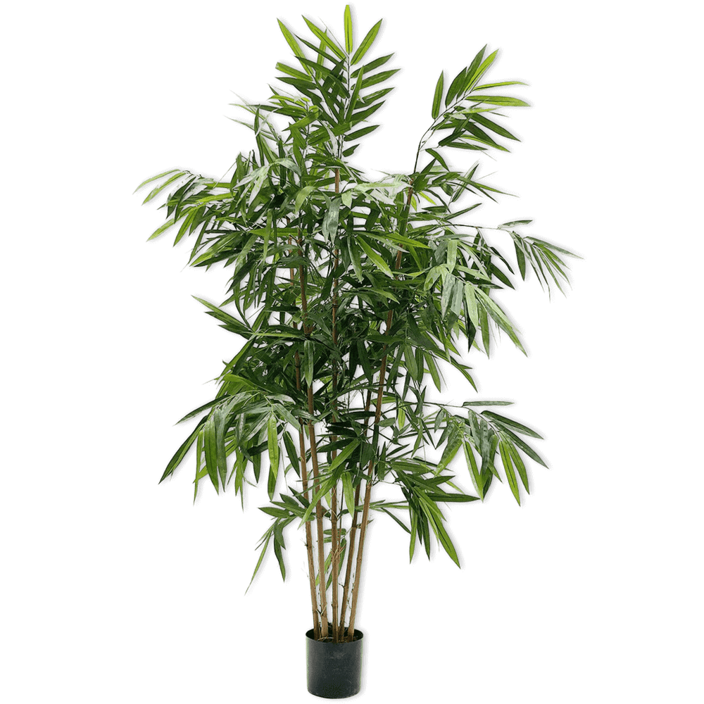 
                  
                    Silk-ka bamboe groen 183 cm
                  
                