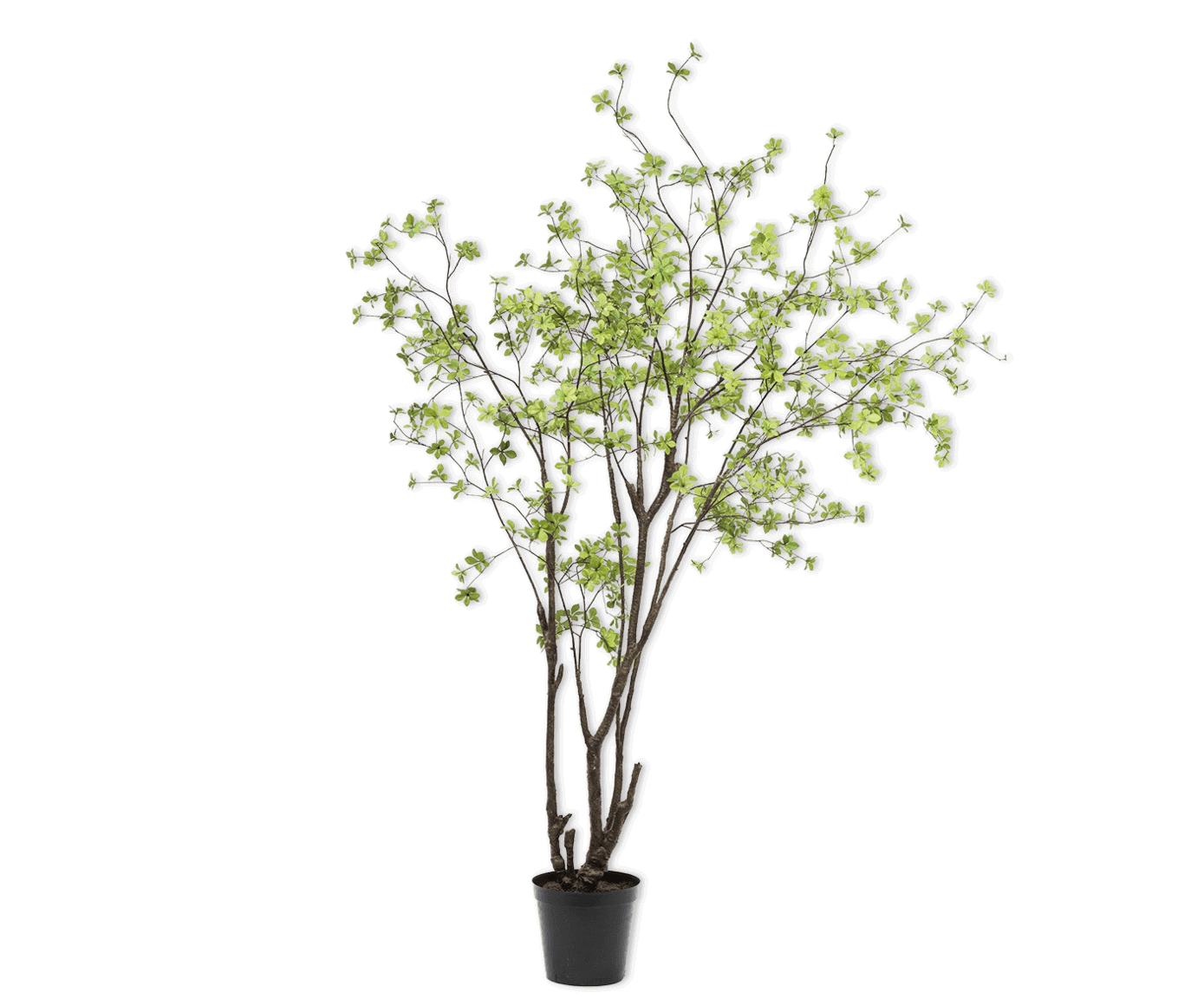 
                  
                    Silk-ka boom fijn groen 244 cm
                  
                