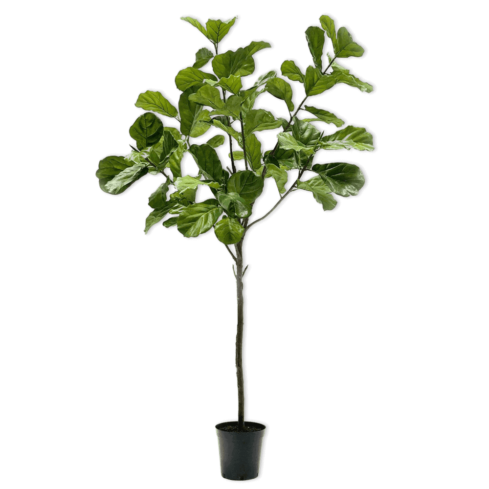 Silk-ka ficus groen 254 cm