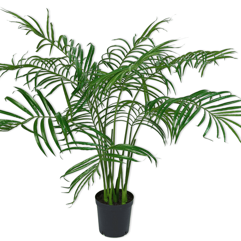 
                  
                    Silk-ka palm groen 152 cm
                  
                