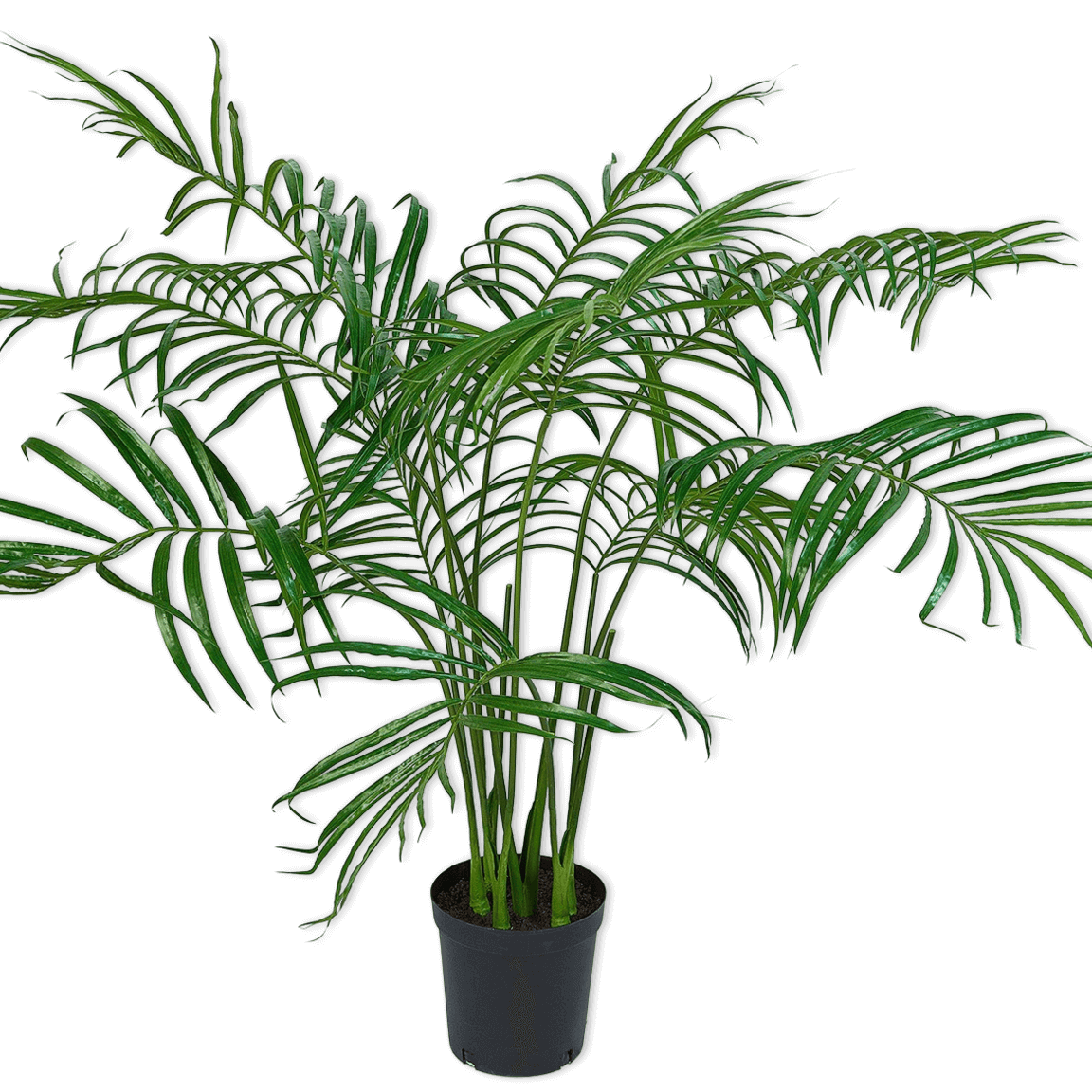 
                  
                    Silk-ka palm groen 152 cm
                  
                