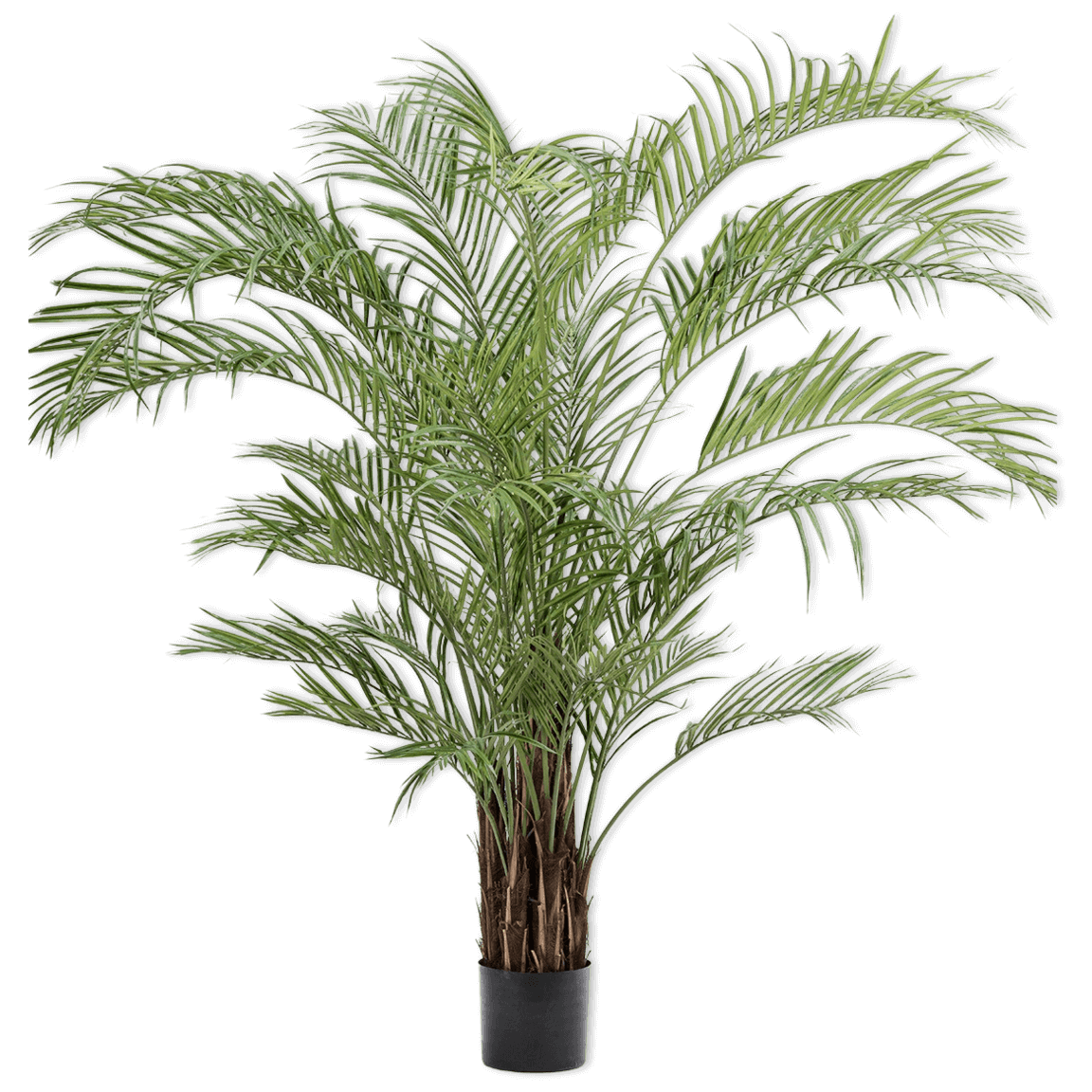 
                  
                    Silk-ka palm groen 230 cm
                  
                