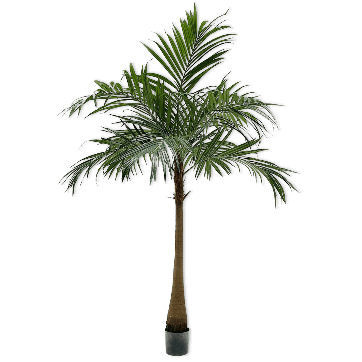 
                  
                    Silk-ka palm op stam groen 190 cm
                  
                