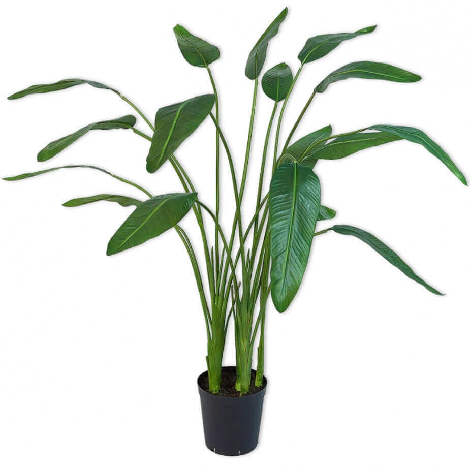 
                  
                    Silk-ka strelitzia groen 150 cm
                  
                