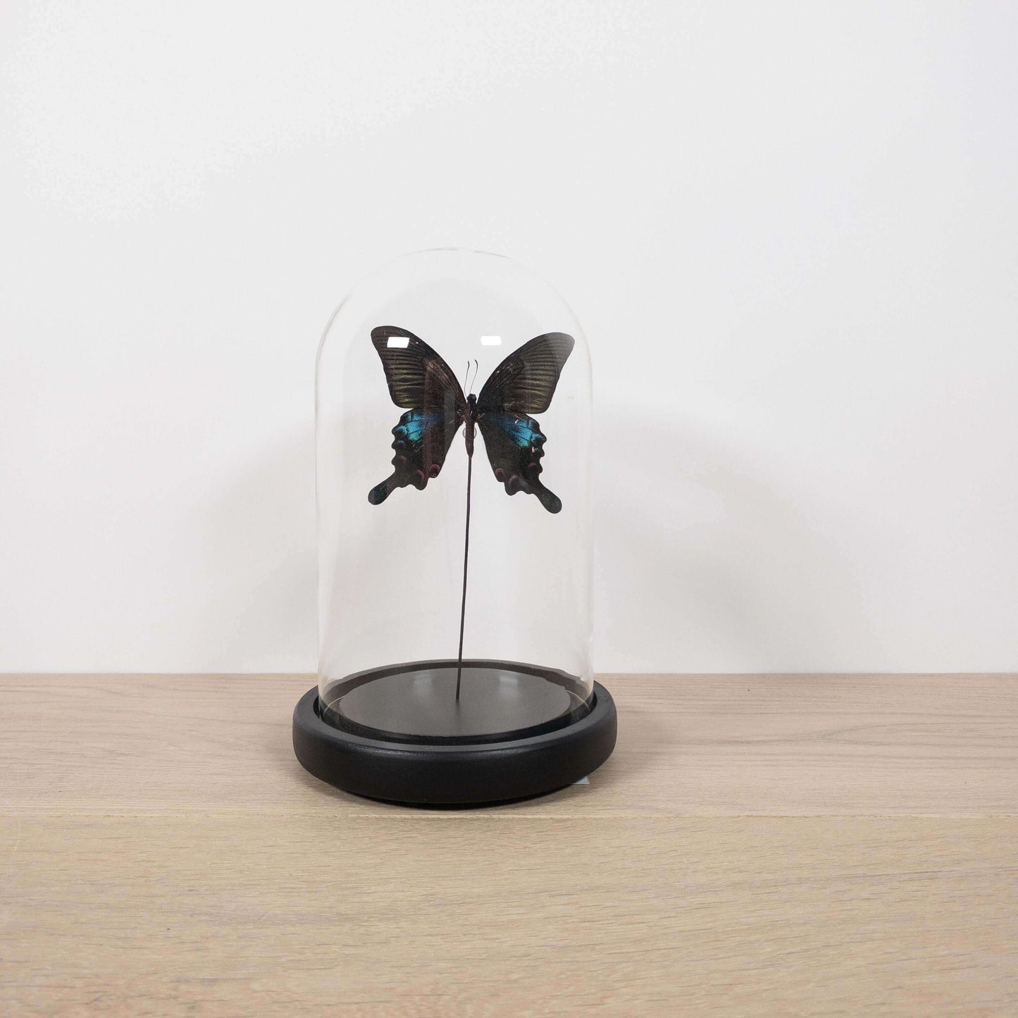 
                  
                    Glazen stolp met opgezette vlinder
                  
                
