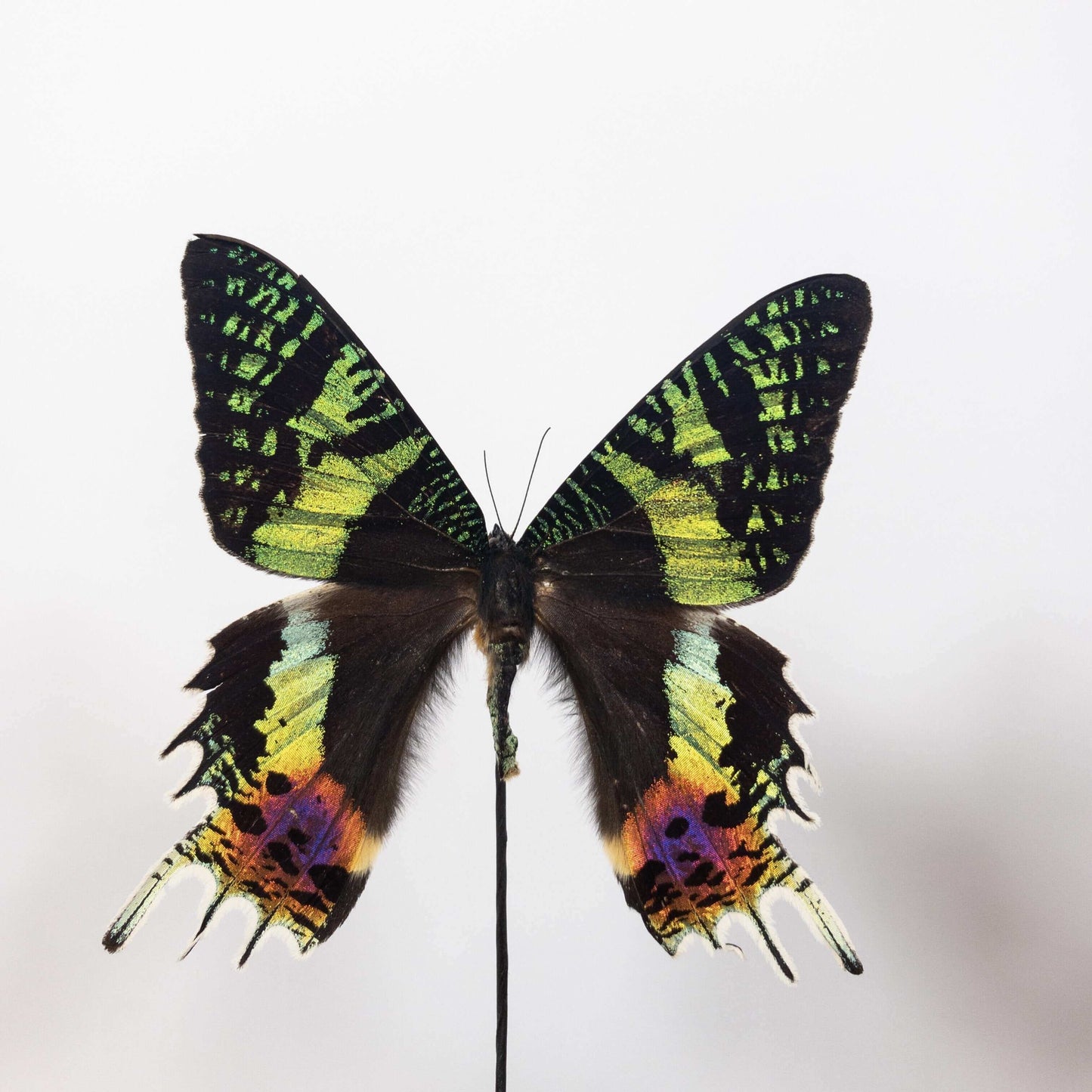 
                  
                    Glazen stolp met opgezette vlinder
                  
                