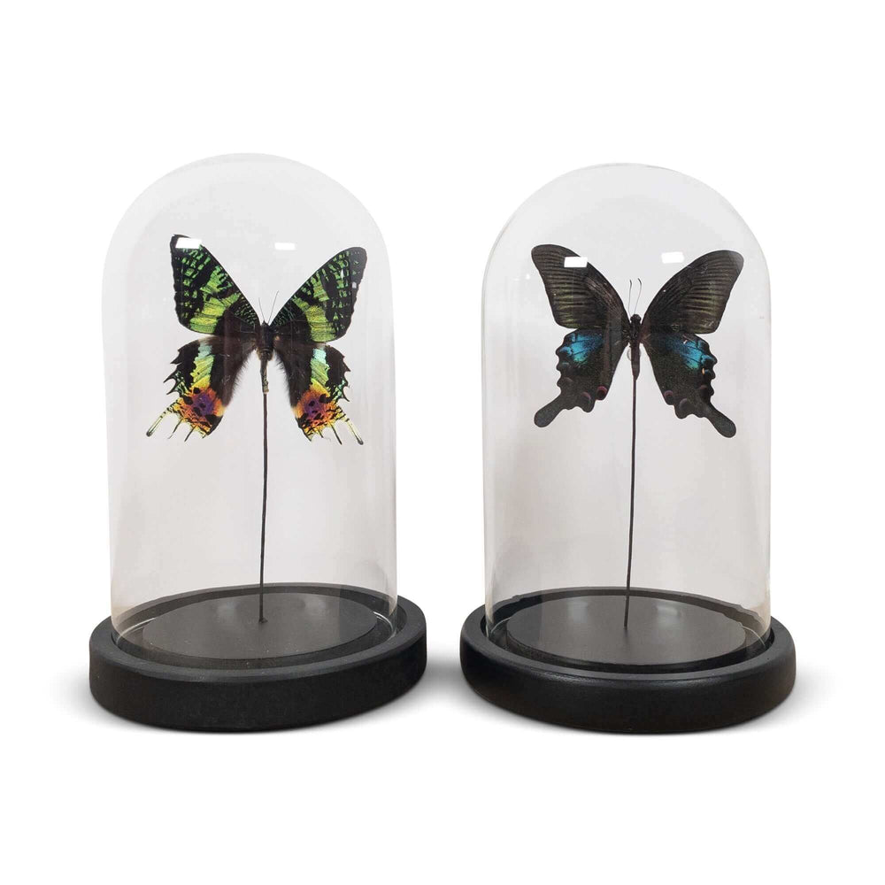 Glazen stolp met opgezette vlinder