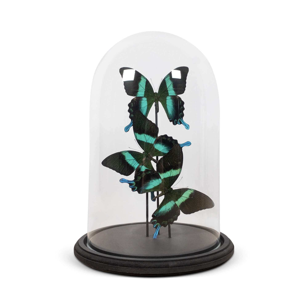
                  
                    Glazen stolp met opgezette vlinders
                  
                