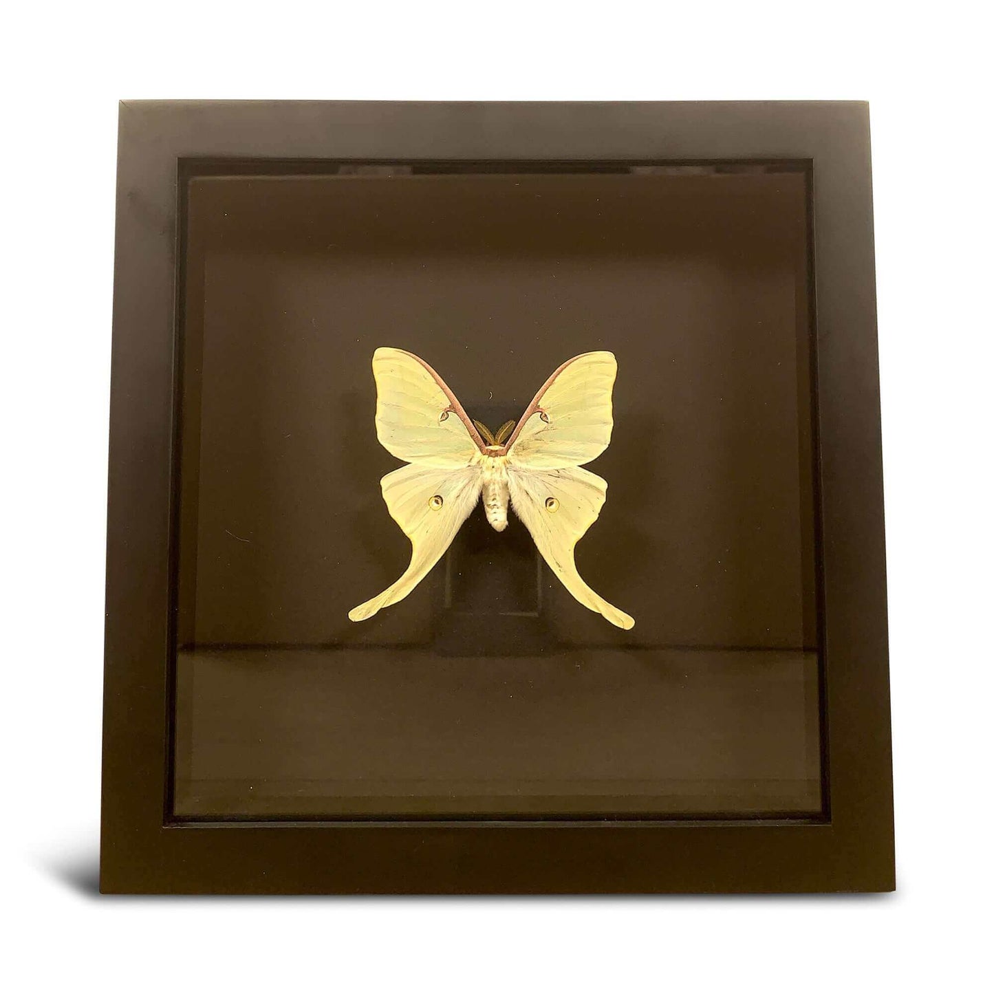 
                  
                    Zwarte kader met opgezette vlinder beige speciaal
                  
                